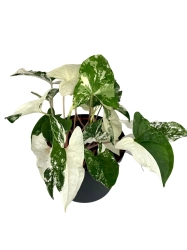 Syngonium Emerald Gem - M