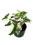 Syngonium Emerald Gem - M