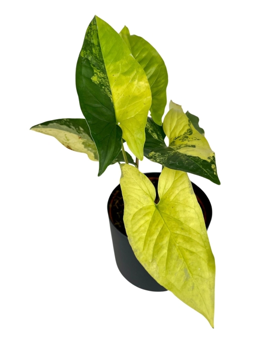 Syngonium yellow variegata / aurea - L
