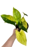 Syngonium yellow variegata / aurea - L
