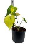 Syngonium yellow variegata / aurea - L
