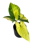 Syngonium yellow variegata / aurea - L
