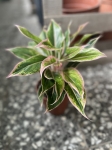Aglaonema Pink Aurora