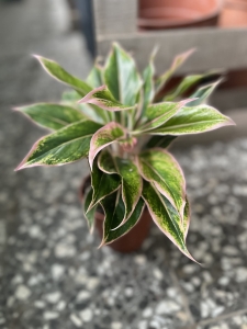 Aglaonema Pink Aurora - L