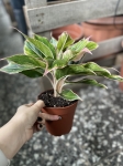 Aglaonema Pink Aurora