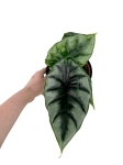 Alocasia Reversa - M