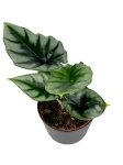 Alocasia Reversa - M