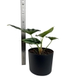 Alocasia Reversa - M