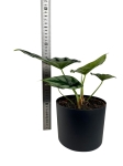 Alocasia Reversa - M