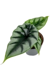 Alocasia Reversa - M