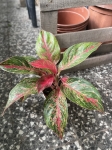 Aglaonema Dark PInk Star