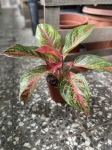 Aglaonema Dark PInk Star