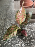 Aglaonema Spotted Star