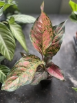 Aglaonema Spotted Star
