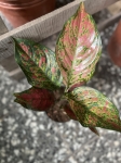 Aglaonema Spotted Star