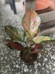 Aglaonema Spotted Star