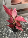 Aglaonema Cherry Baby