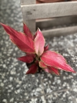 Aglaonema Cherry Baby