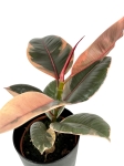 Ficus elastica Belize - M