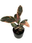 Ficus elastica Belize - M