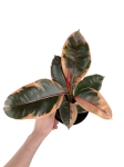 Ficus elastica Belize - M