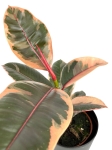 Ficus elastica Belize - M