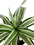 Dracena Dragontree 'Kanzi' - M