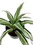 Dracena Dragontree 'Kanzi' - M