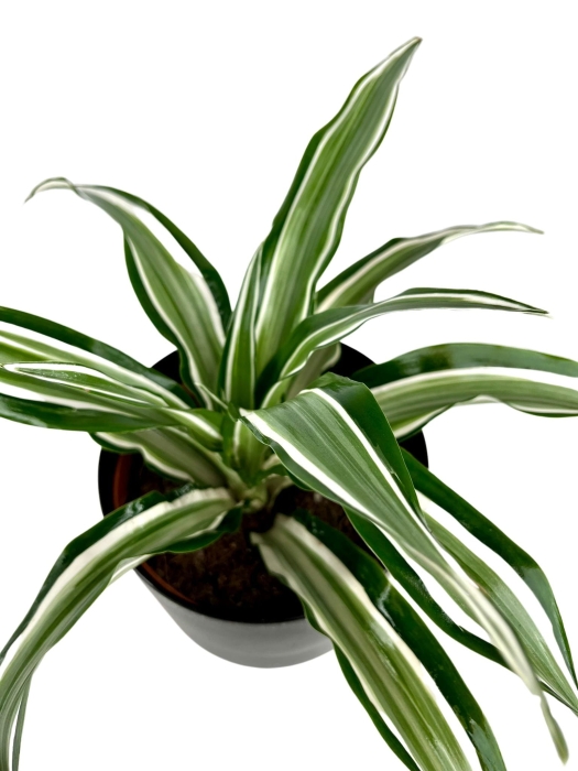 Dracena Dragontree 'Kanzi' - M