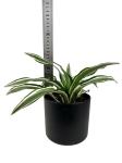 Dracena Dragontree 'Kanzi' - M