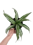 Dracena Dragontree 'Kanzi' - M