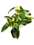 Philodendron burle marx variegata - XL