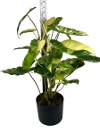 Philodendron burle marx variegata - XL