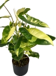 Philodendron burle marx variegata - XL