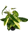 Philodendron burle marx variegata - XL