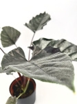 Alocasia Antoro Velvet - XL