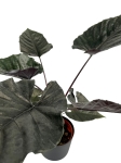 Alocasia Antoro Velvet - XL