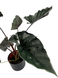 Alocasia Antoro Velvet - XL