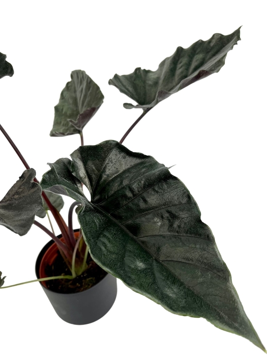 Alocasia Antoro Velvet - XL