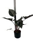 Alocasia Antoro Velvet - XL