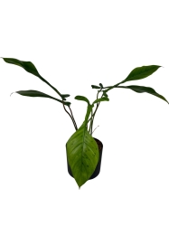 Philodendron Joepii - XL 