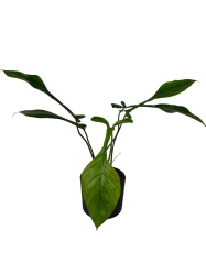 Philodendron Joepii - XL 