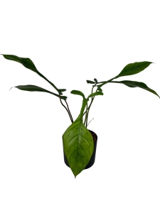 Philodendron Joepii - XL 