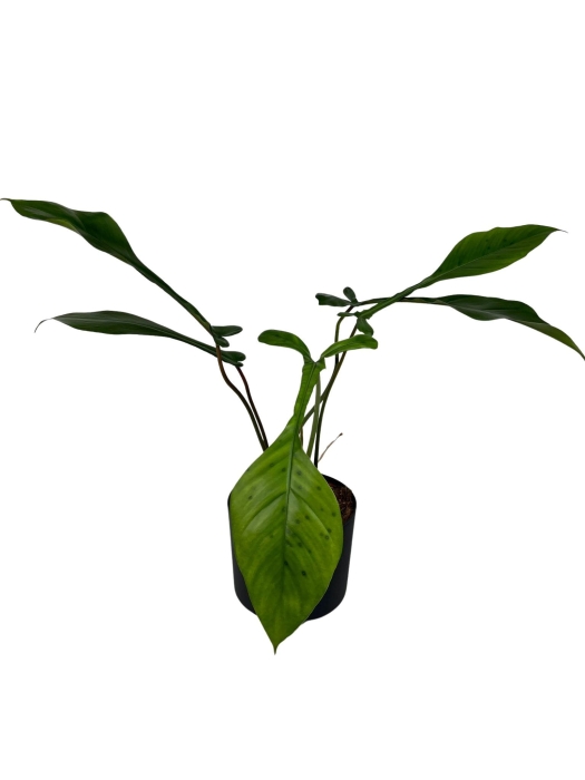 Philodendron Joepii - XL