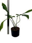 Philodendron Joepii - XL