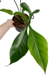 Philodendron Joepii - XL