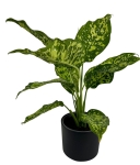 Dieffenbachia Cheetah