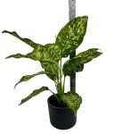 Dieffenbachia Cheetah