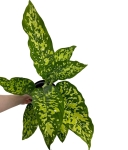 Dieffenbachia Cheetah