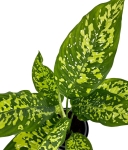 Dieffenbachia Cheetah